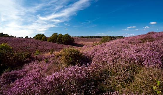 Vakantiehuis thema Grote vakantiehuizen Limburg